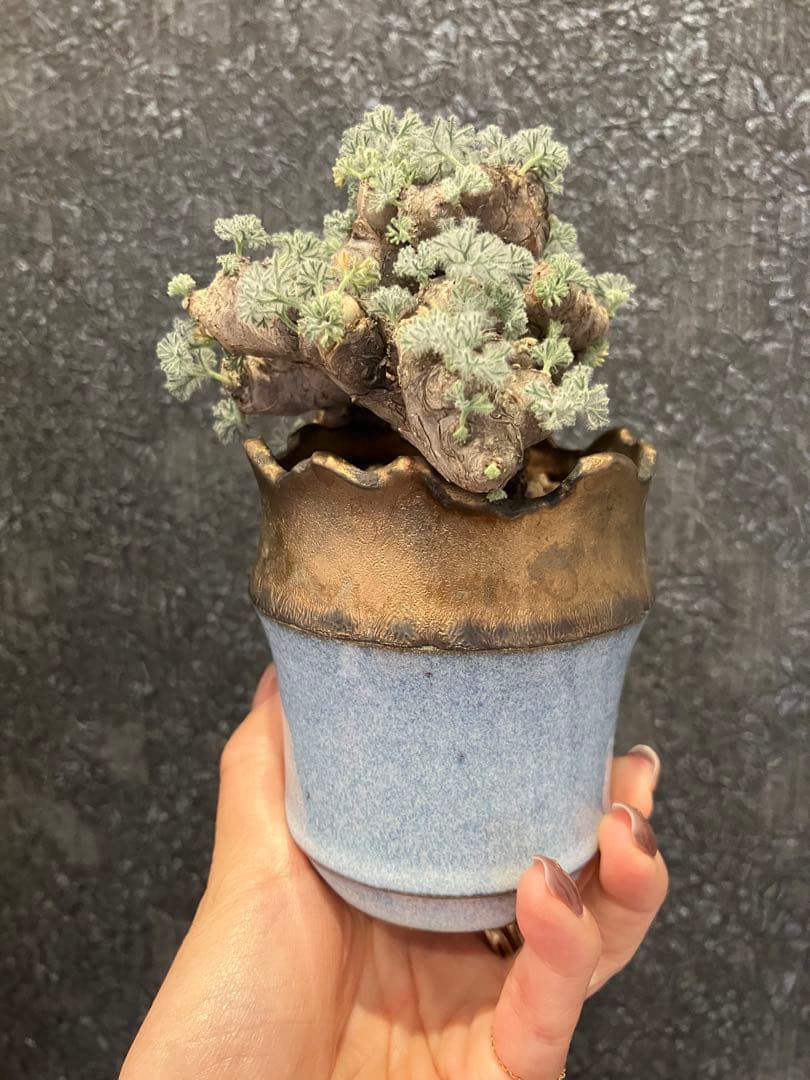 モンソニア　ムルチフィダ　ムルチフィズム　現地株　盆栽風