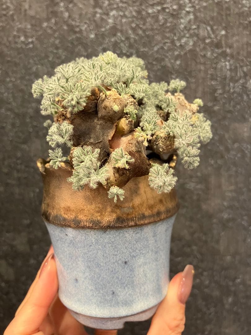 モンソニア　ムルチフィダ　ムルチフィズム　現地株　盆栽風