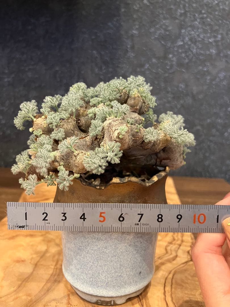 モンソニア　ムルチフィダ　ムルチフィズム　現地株　盆栽風