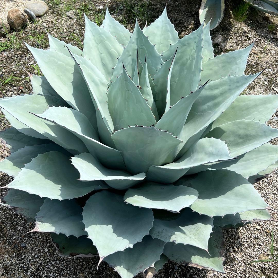 アガベ　オバティフォリア　フロスティブルー　地植え大株