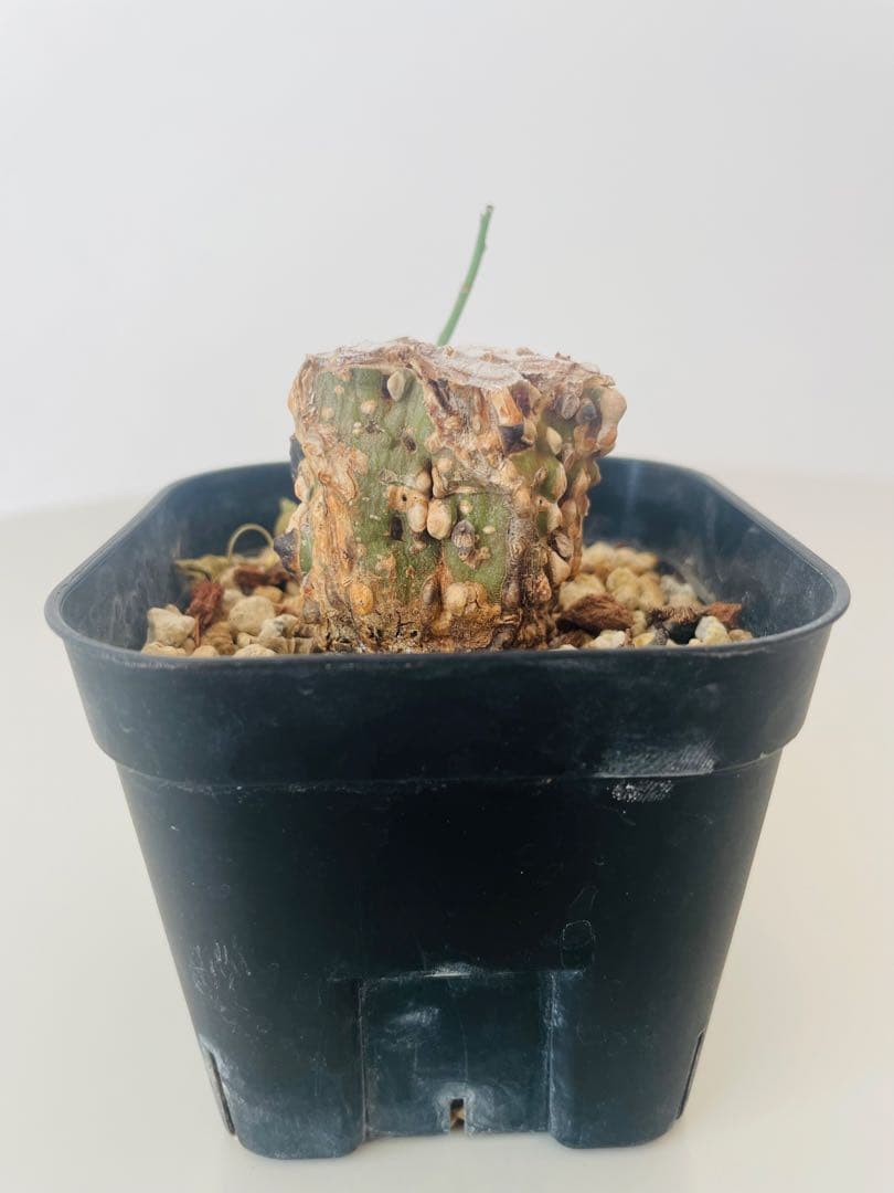 アデニア アクレアータ