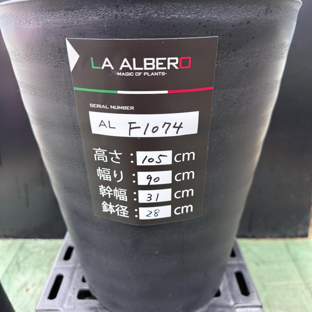 【AL-F1074】ユッカ　LA ALBERO　Ver.リギダ　頂上分頭　極上