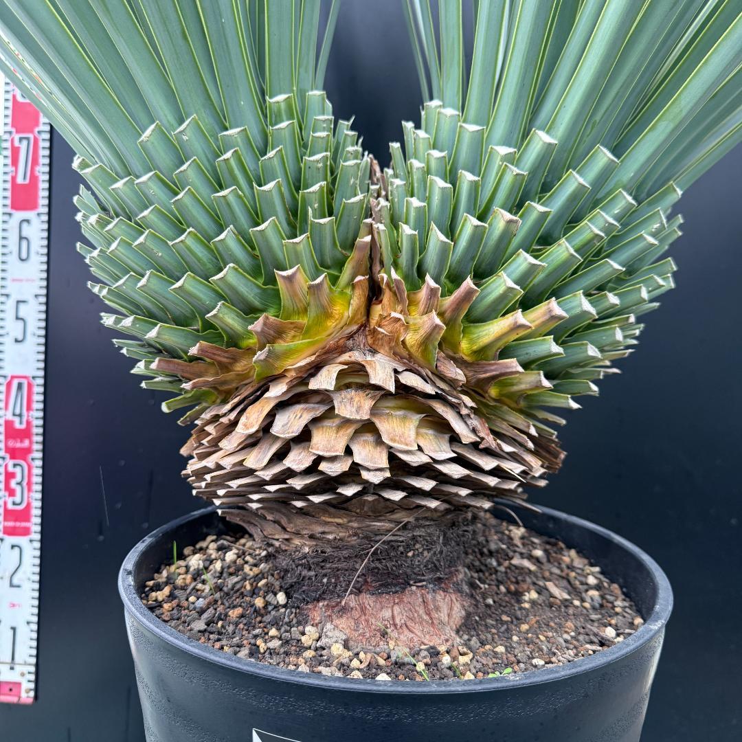 【AL-F1074】ユッカ　LA ALBERO　Ver.リギダ　頂上分頭　極上