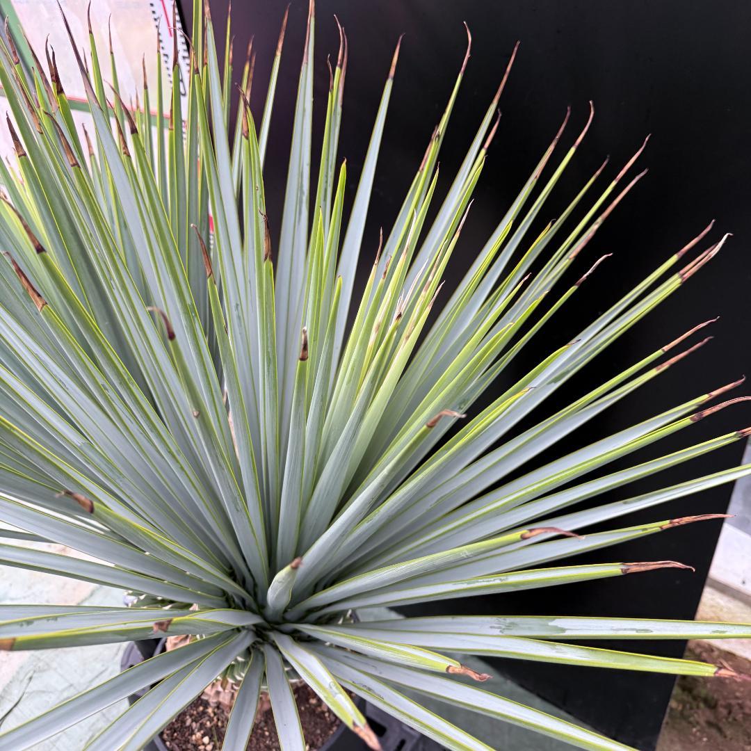 【AL-F1074】ユッカ　LA ALBERO　Ver.リギダ　頂上分頭　極上