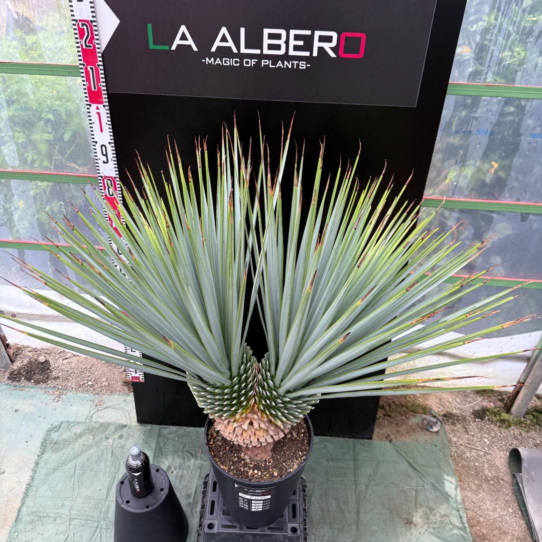 【AL-F1074】ユッカ　LA ALBERO　Ver.リギダ　頂上分頭　極上
