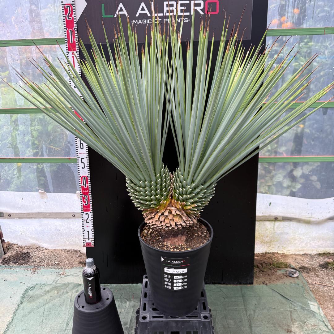 【AL-F1074】ユッカ　LA ALBERO　Ver.リギダ　頂上分頭　極上