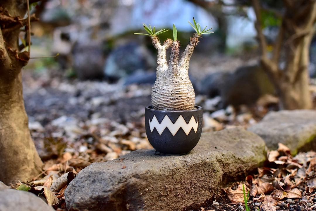 【休眠中】パキポディウム・グラキリス 現地球 VALIEM①