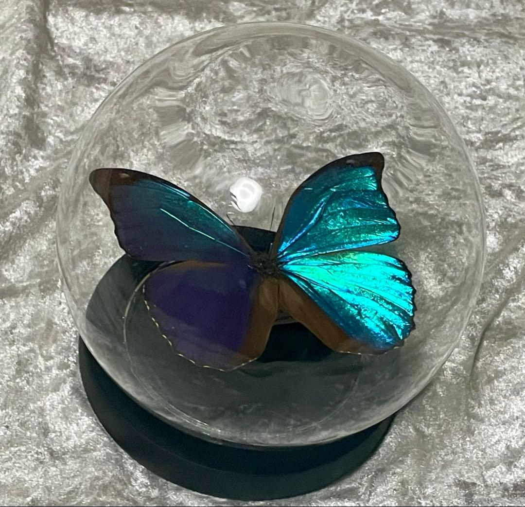 蝶 標本 モルフォ蝶 メネラウスモルフォ ガラスドーム アンティーク