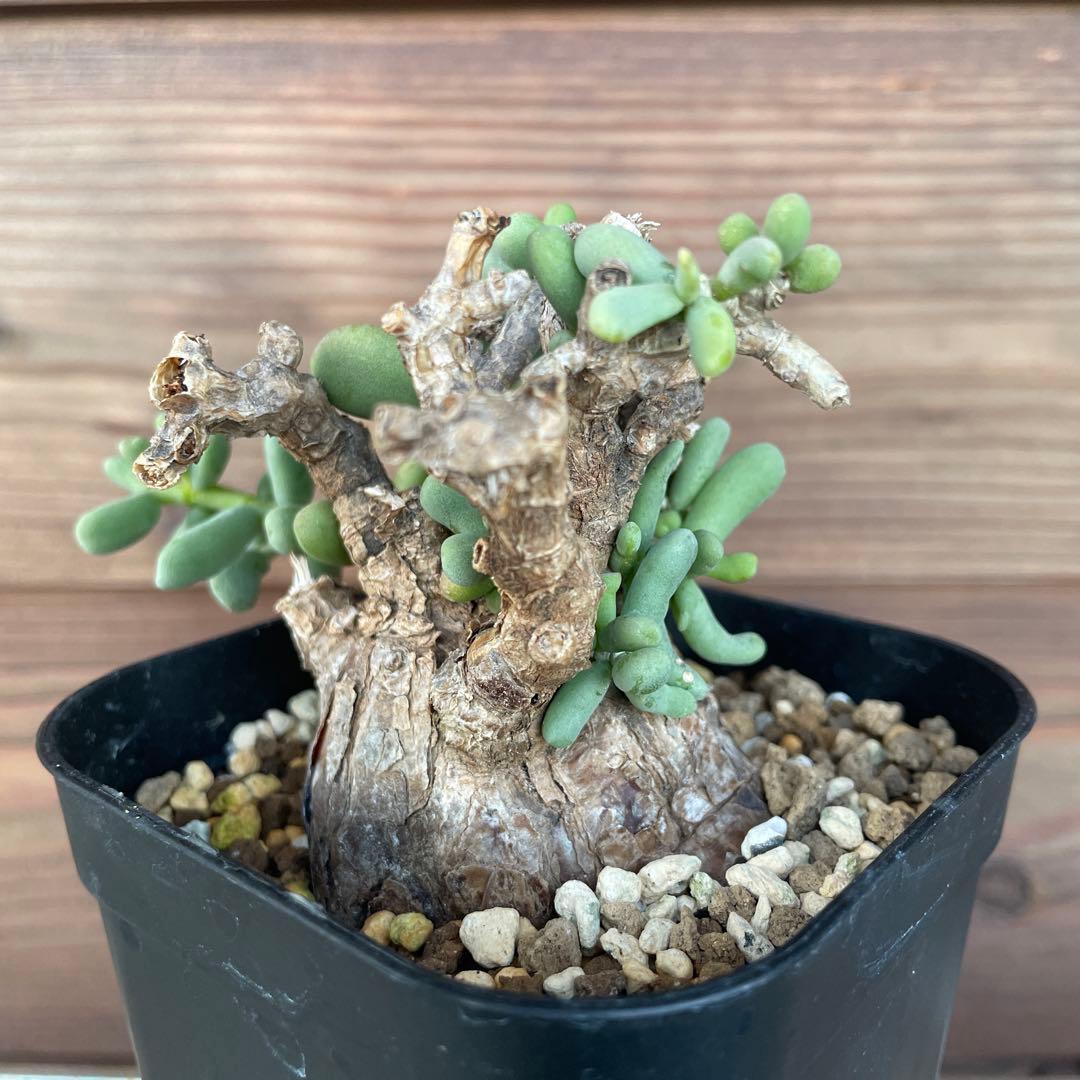 ケラリアピグマエア #39