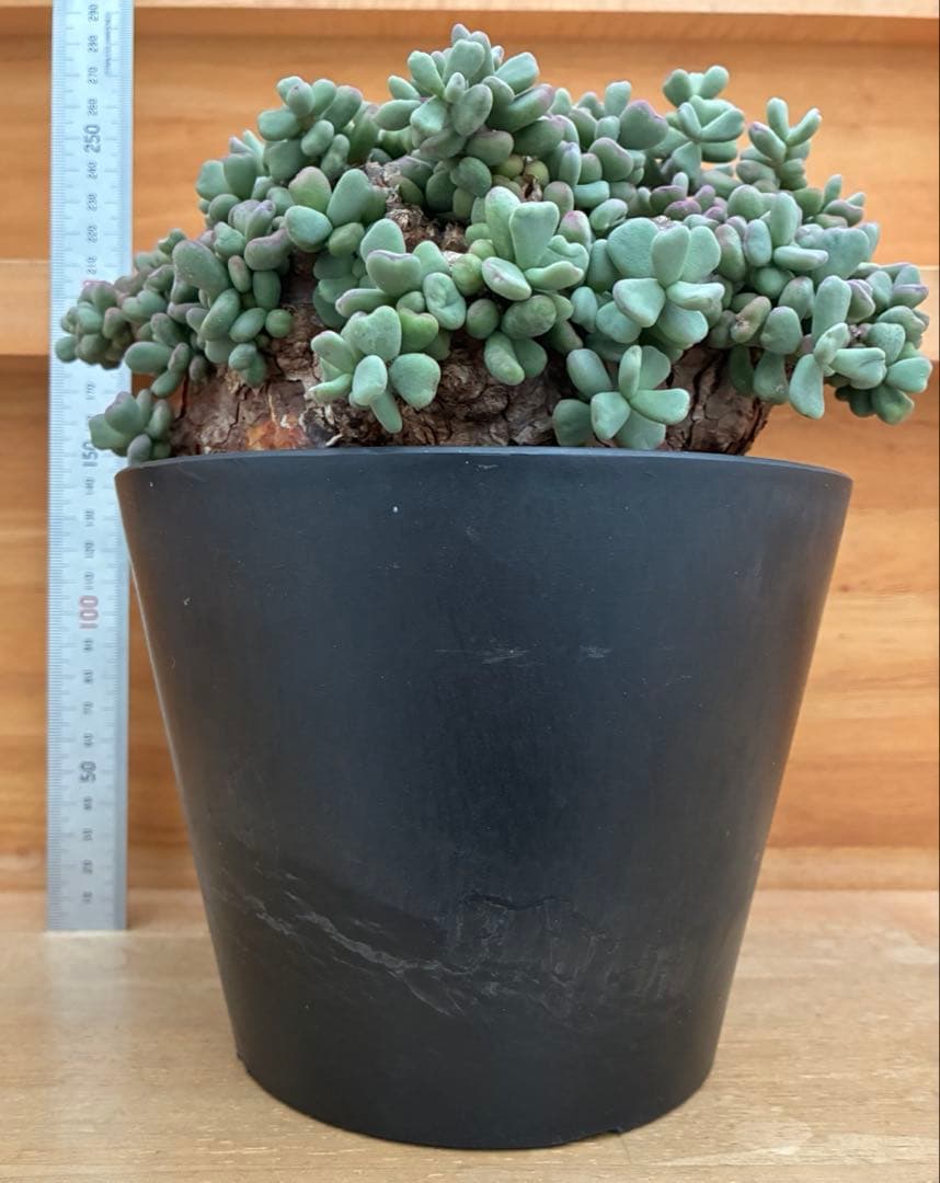 ケラリアピグマエア　大株