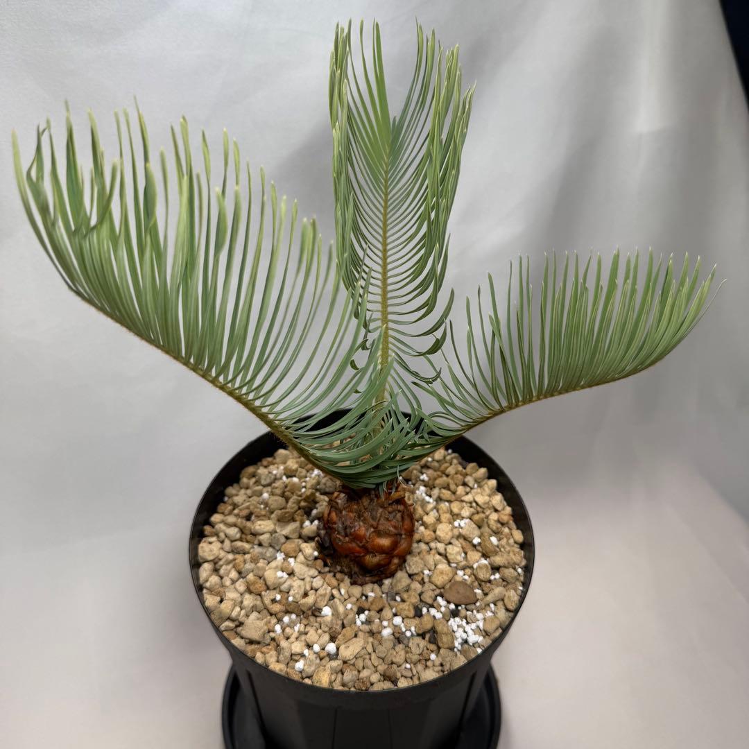 ブルーソテツ　サイカス　カイルンシアナ　① メルカリ便