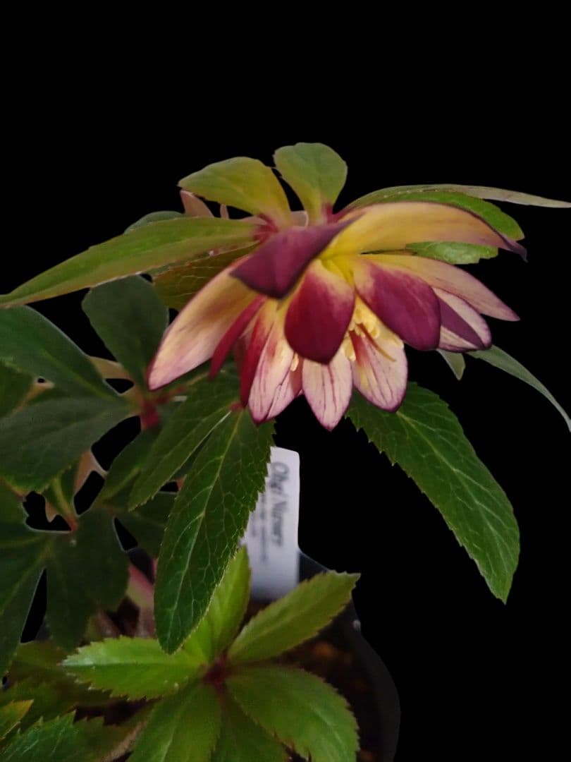 クリスマスローズ　ムルチ系オーレア