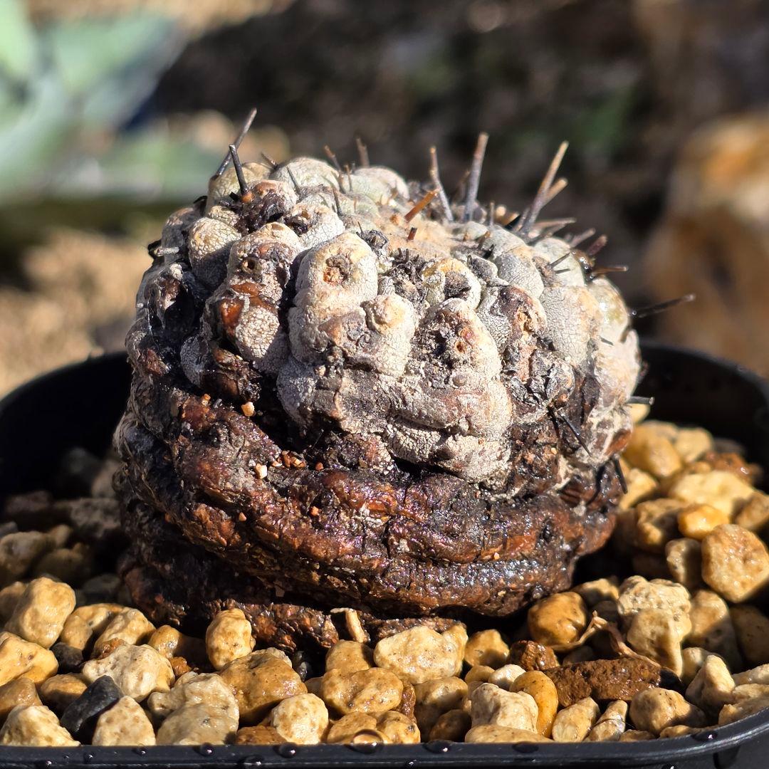 自根発根済 孤竜丸 コピアポアシネレア コルムナアルバ 現地球 cop