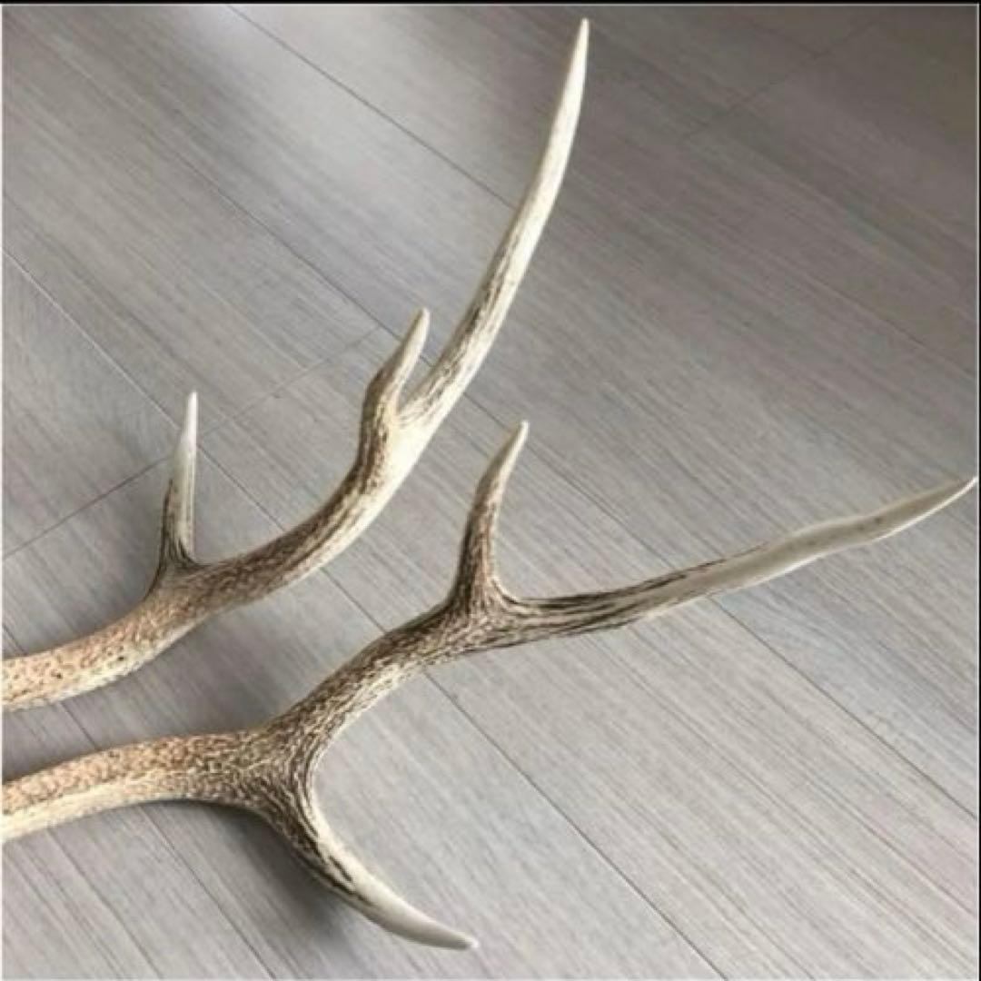 北海道 エゾシカ 鹿の角 ２本（一対）No.3