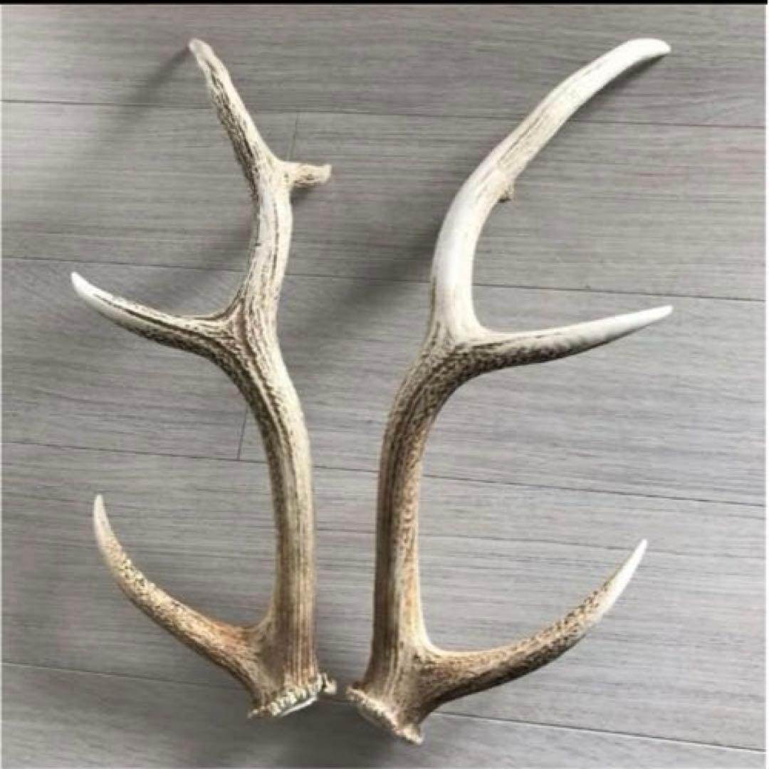 北海道 エゾシカ 鹿の角 ２本（一対）No.3