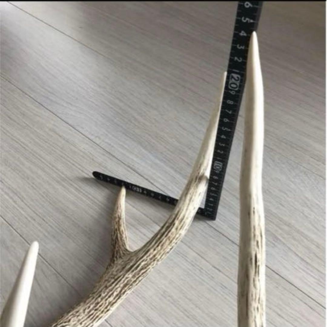 北海道 エゾシカ 鹿の角 ２本（一対）No.3