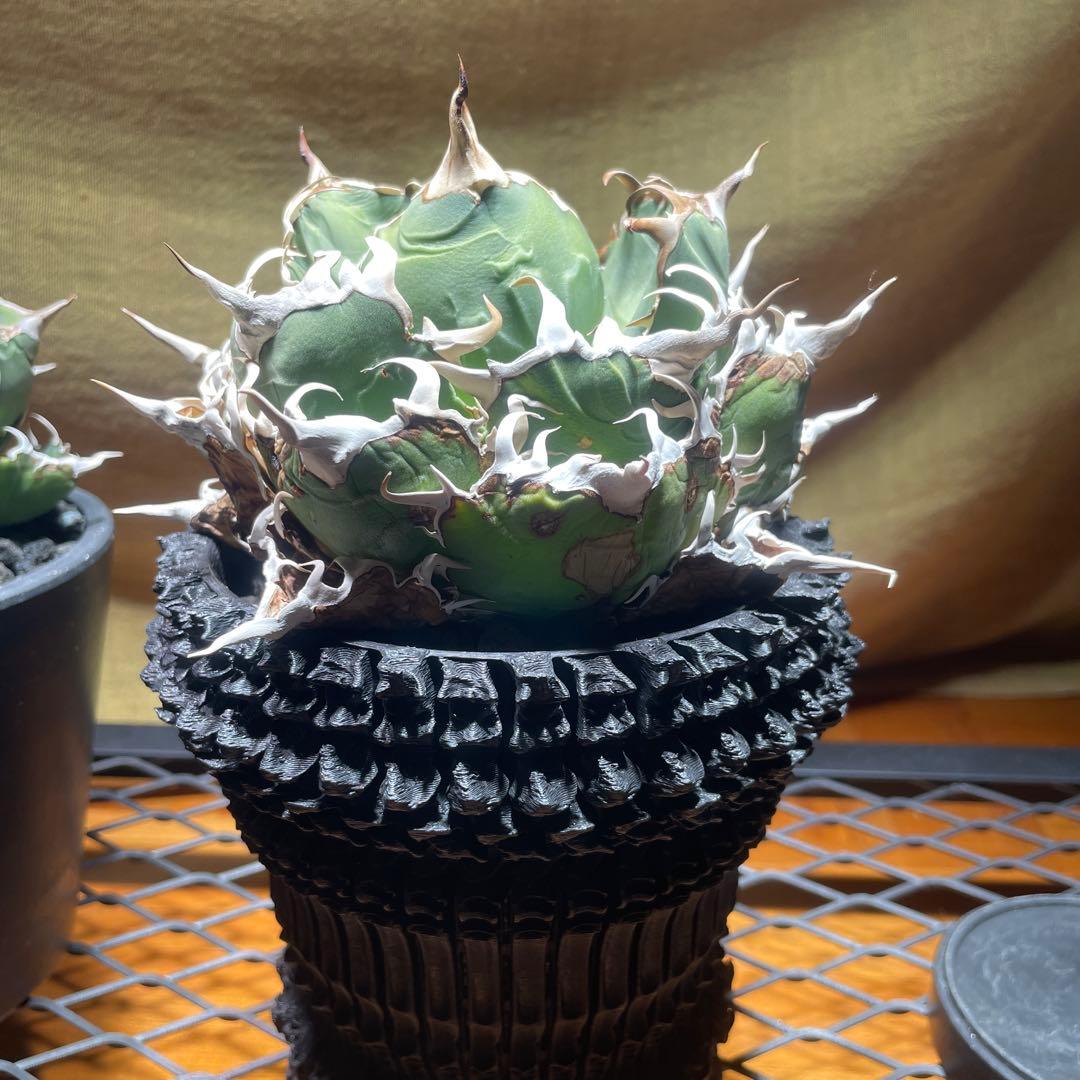 アガベ 白鯨　レッドキャット　悪魔くん　シーザー