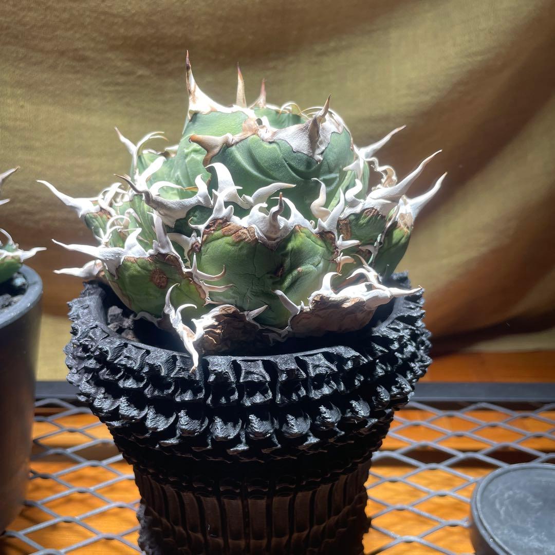 アガベ 白鯨　レッドキャット　悪魔くん　シーザー