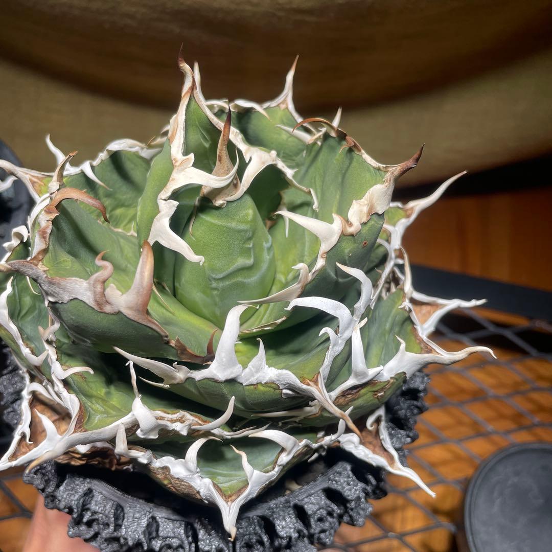 アガベ 白鯨　レッドキャット　悪魔くん　シーザー