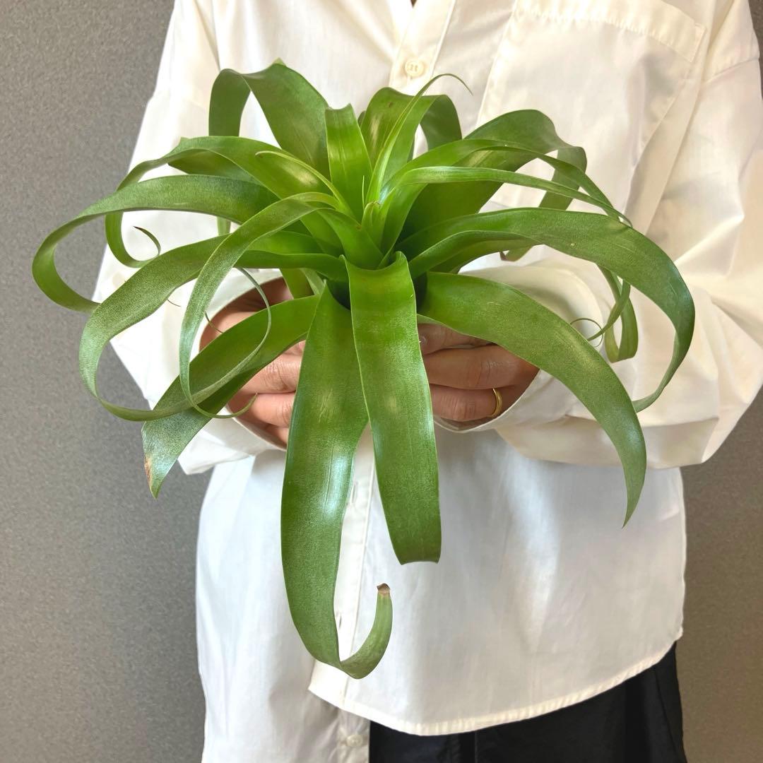 超希少❗️交配種❗️チランジア　サマンサ✨