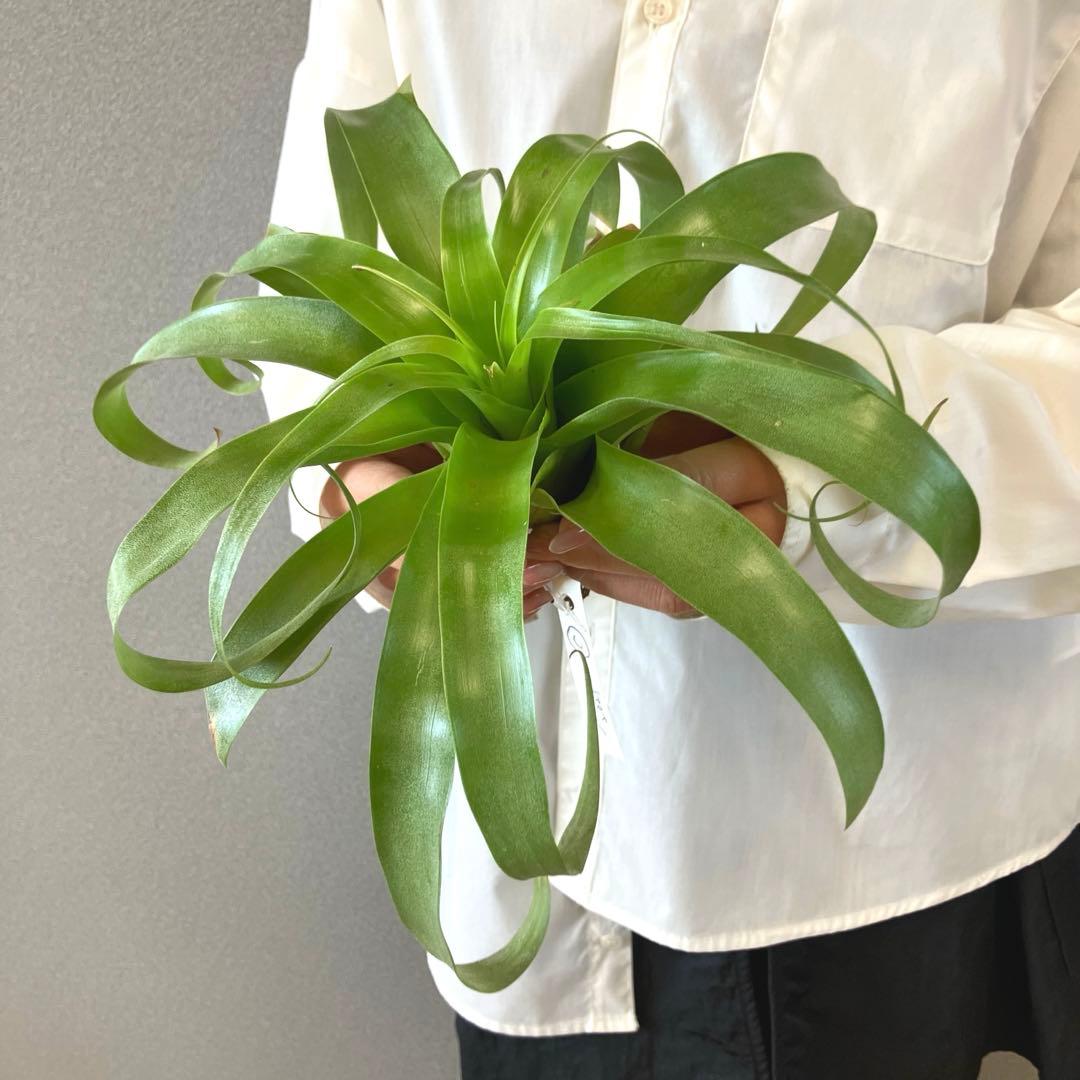 超希少❗️交配種❗️チランジア　サマンサ✨