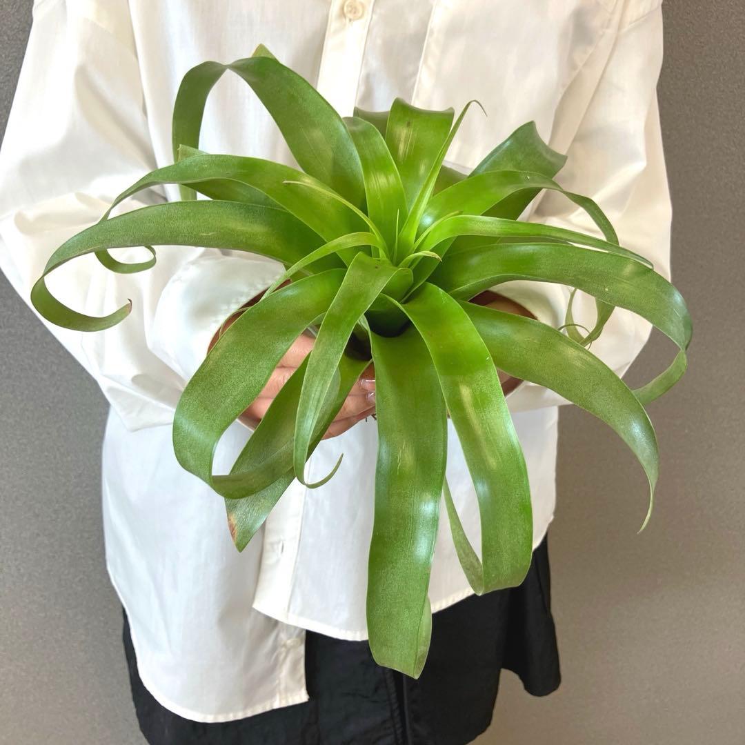 超希少❗️交配種❗️チランジア　サマンサ✨