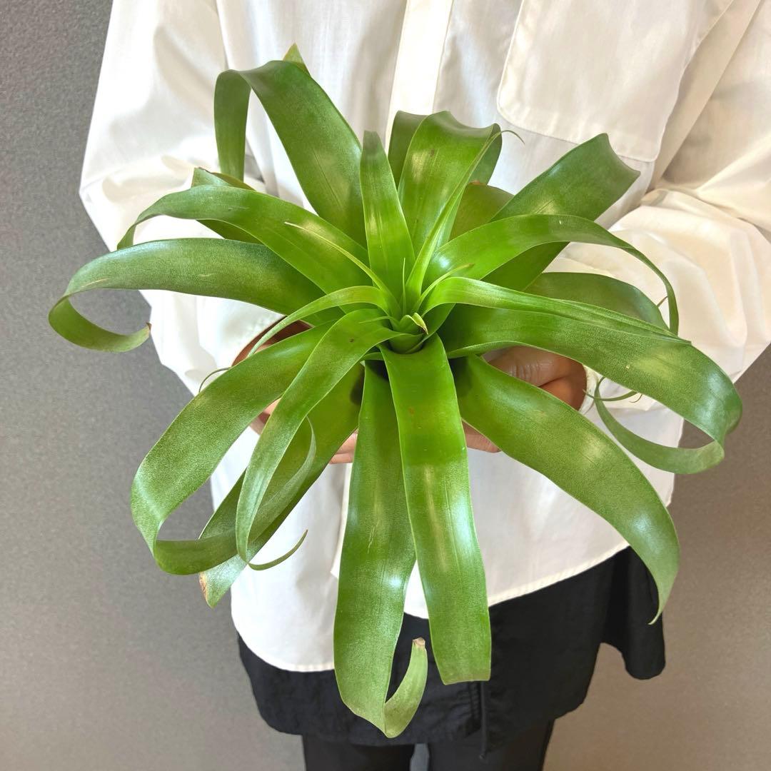 超希少❗️交配種❗️チランジア　サマンサ✨