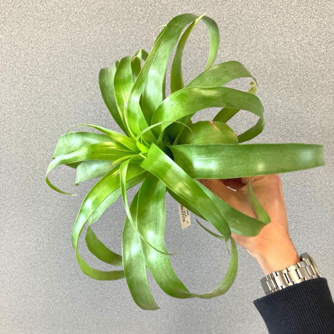 超希少❗️交配種❗️チランジア　サマンサ✨