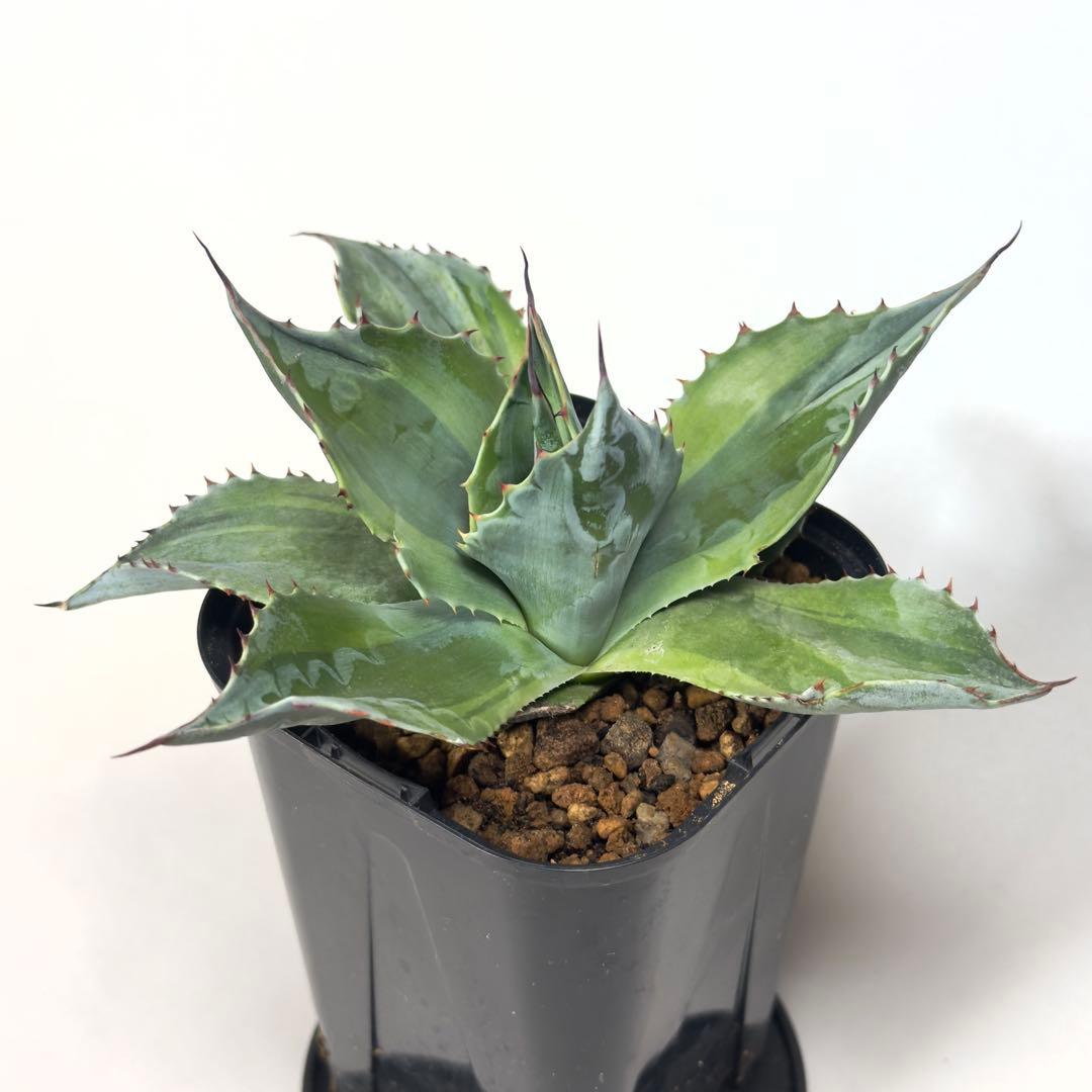 激レア　アガベ　オバティフォリア　オランカ　斑入り　発根済み　鉢ごと
