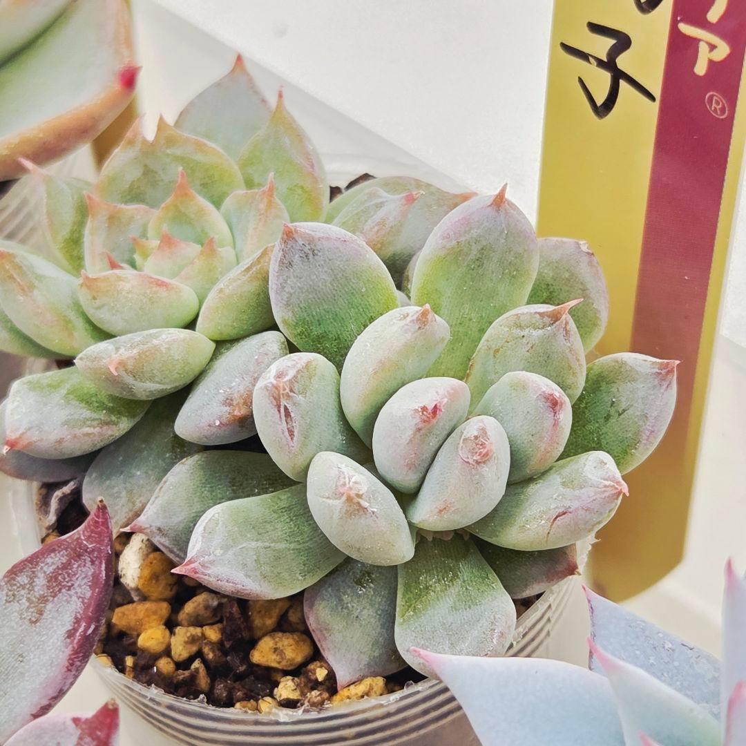 ★*★様 ㉖大きめ苗青鬼❣️ちょこん❣️そわそわ❣️おらいさん発根済 6苗メルカ