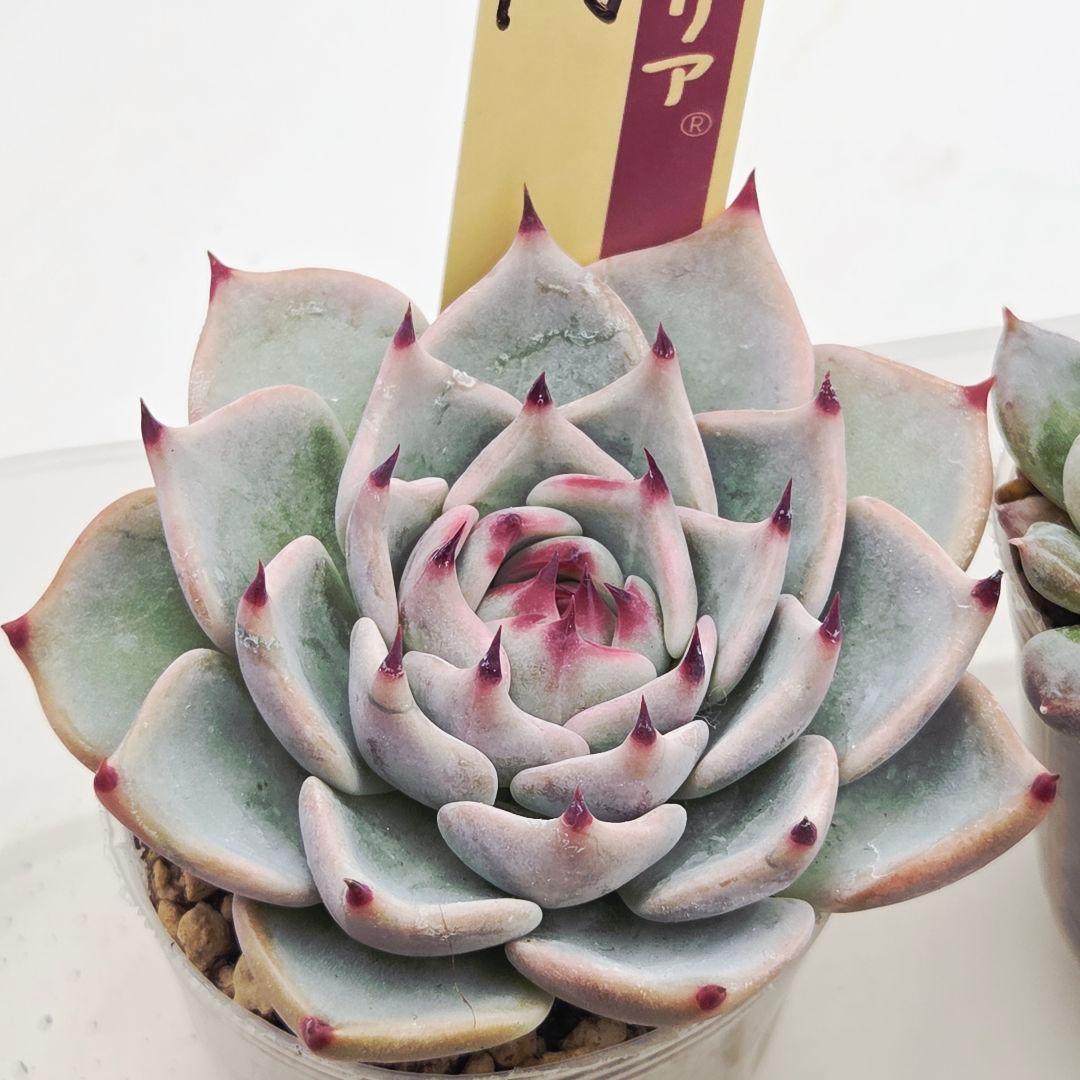 ★*★様 ㉖大きめ苗青鬼❣️ちょこん❣️そわそわ❣️おらいさん発根済 6苗メルカ