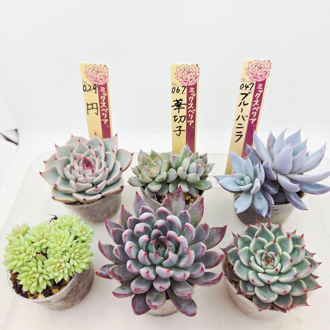 ★*★様 ㉖大きめ苗青鬼❣️ちょこん❣️そわそわ❣️おらいさん発根済 6苗メルカ