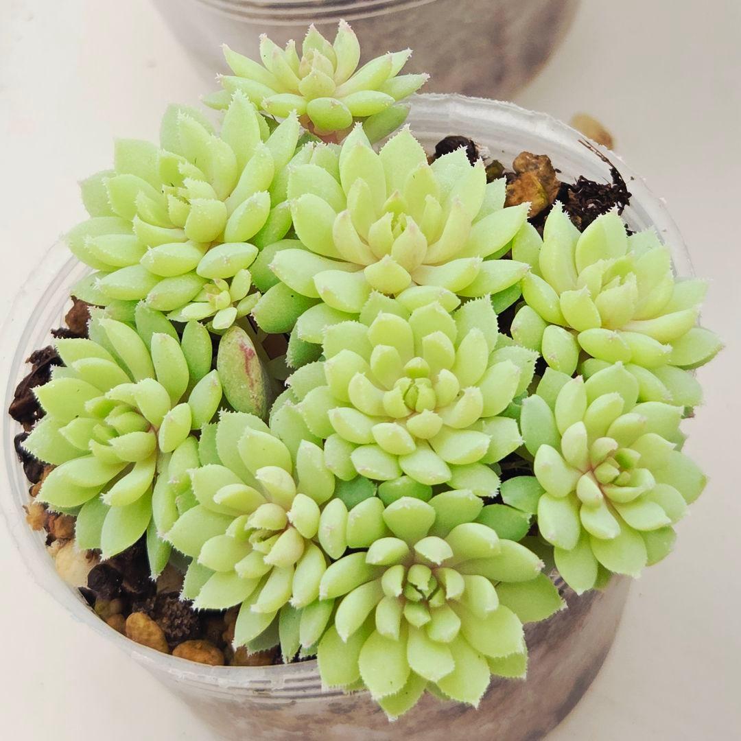 ★*★様 ㉖大きめ苗青鬼❣️ちょこん❣️そわそわ❣️おらいさん発根済 6苗メルカ