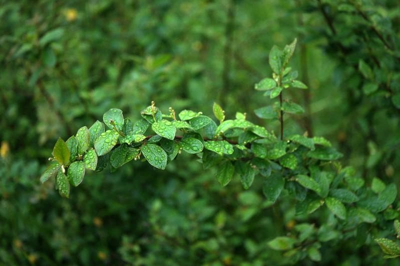 52　希少【RED P】　沈胴式オールドレンズ インダスター22　L39