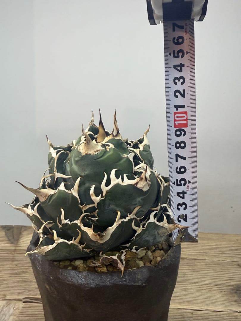 白鯨【コレクション株】【ボールタイプ】【信楽焼】