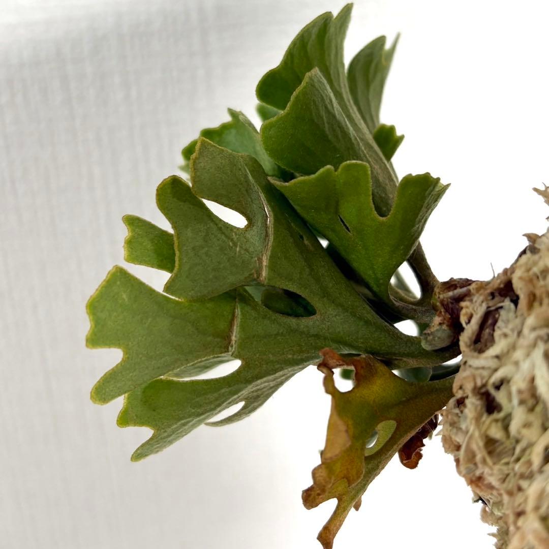 ビカクシダ リドレイ ドワーフ シルバー 小株　板付