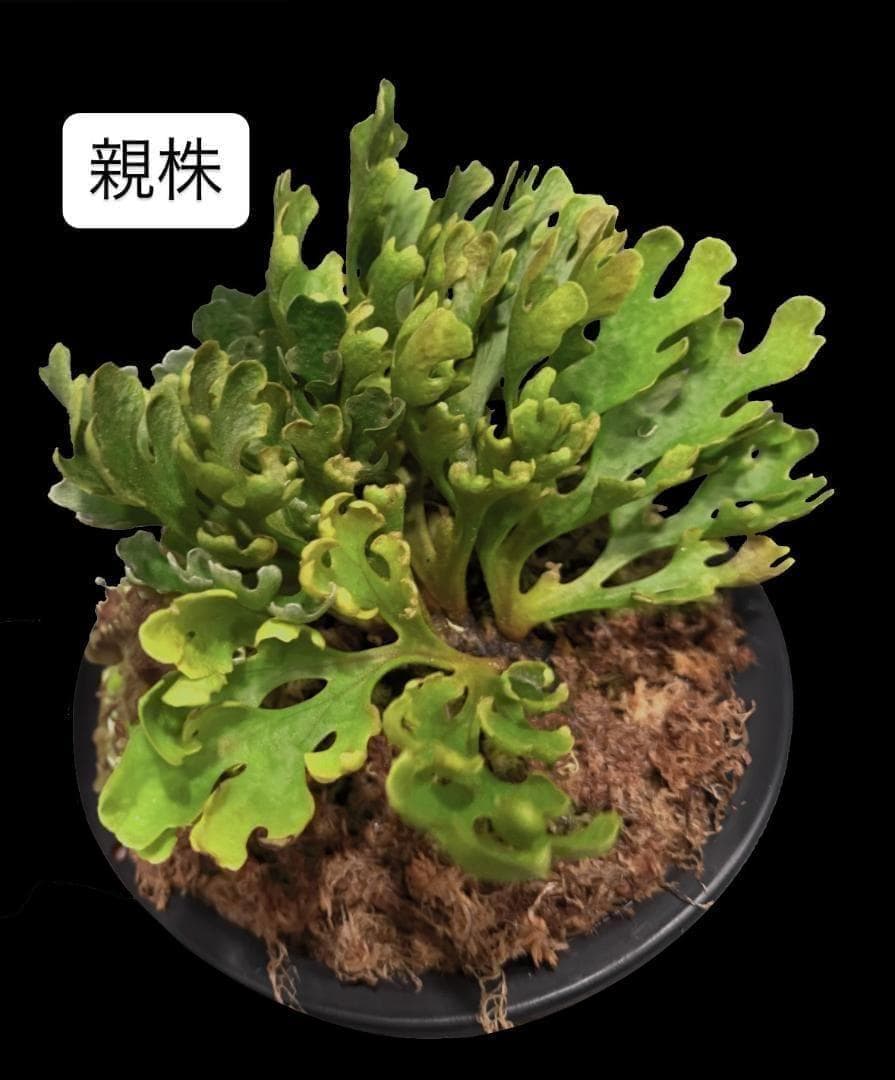 ビカクシダ リドレイ ドワーフ シルバー 小株　板付