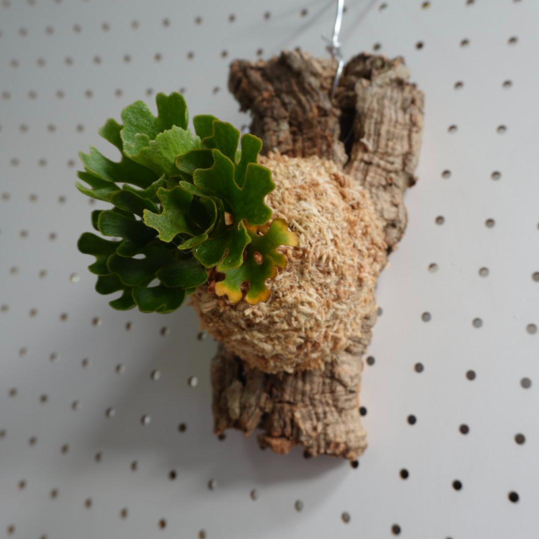 ビカクシダ リドレイ ドワーフ シルバー 小株　板付