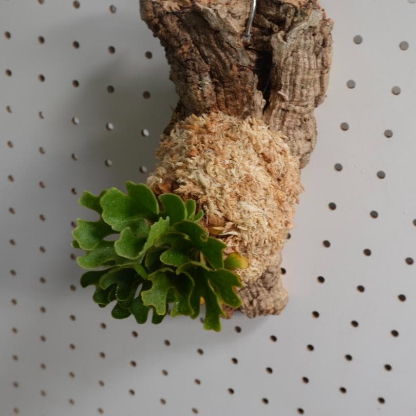 ビカクシダ リドレイ ドワーフ シルバー 小株　板付