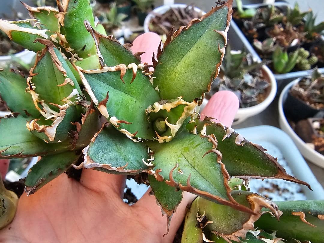 ゴリ猫、地獄猫5苗セット 根付き苗 台湾産正規品 アガベ ブツブツ 裏トゲ多め