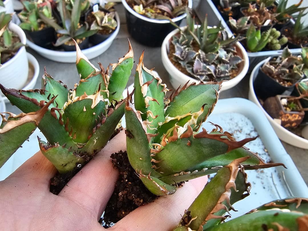 ゴリ猫、地獄猫5苗セット 根付き苗 台湾産正規品 アガベ ブツブツ 裏トゲ多め