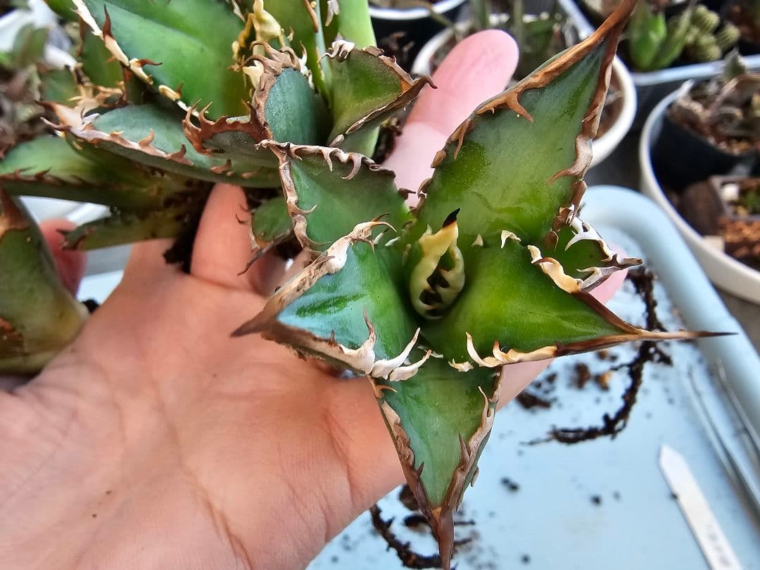 ゴリ猫、地獄猫5苗セット 根付き苗 台湾産正規品 アガベ ブツブツ 裏トゲ多め