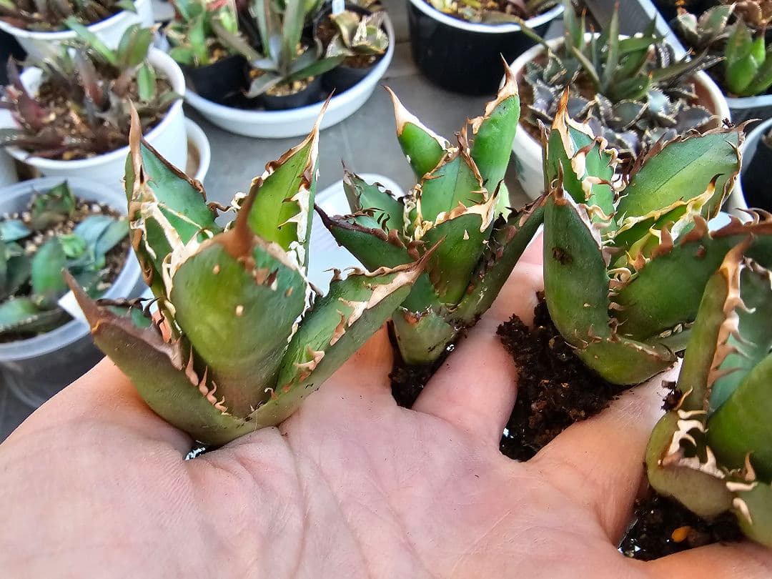 ゴリ猫、地獄猫5苗セット 根付き苗 台湾産正規品 アガベ ブツブツ 裏トゲ多め