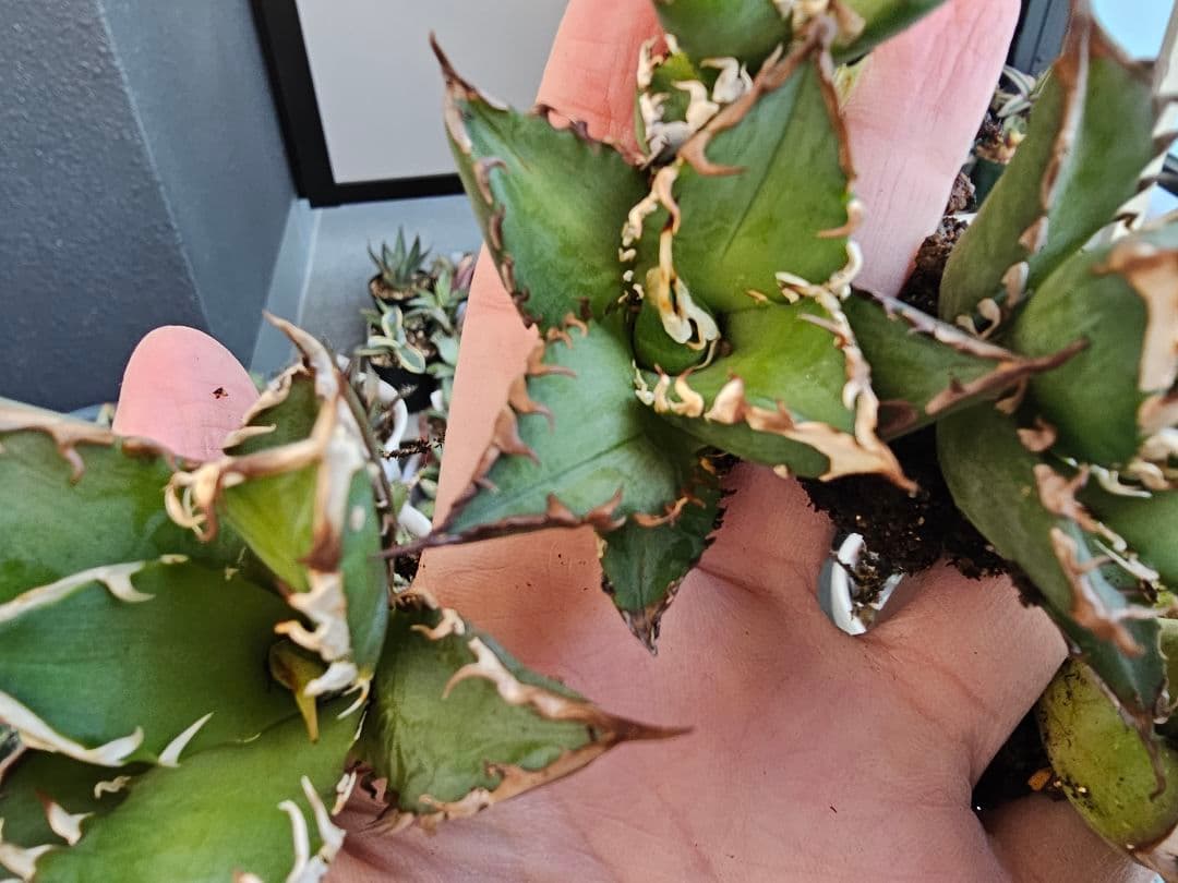 ゴリ猫、地獄猫5苗セット 根付き苗 台湾産正規品 アガベ ブツブツ 裏トゲ多め