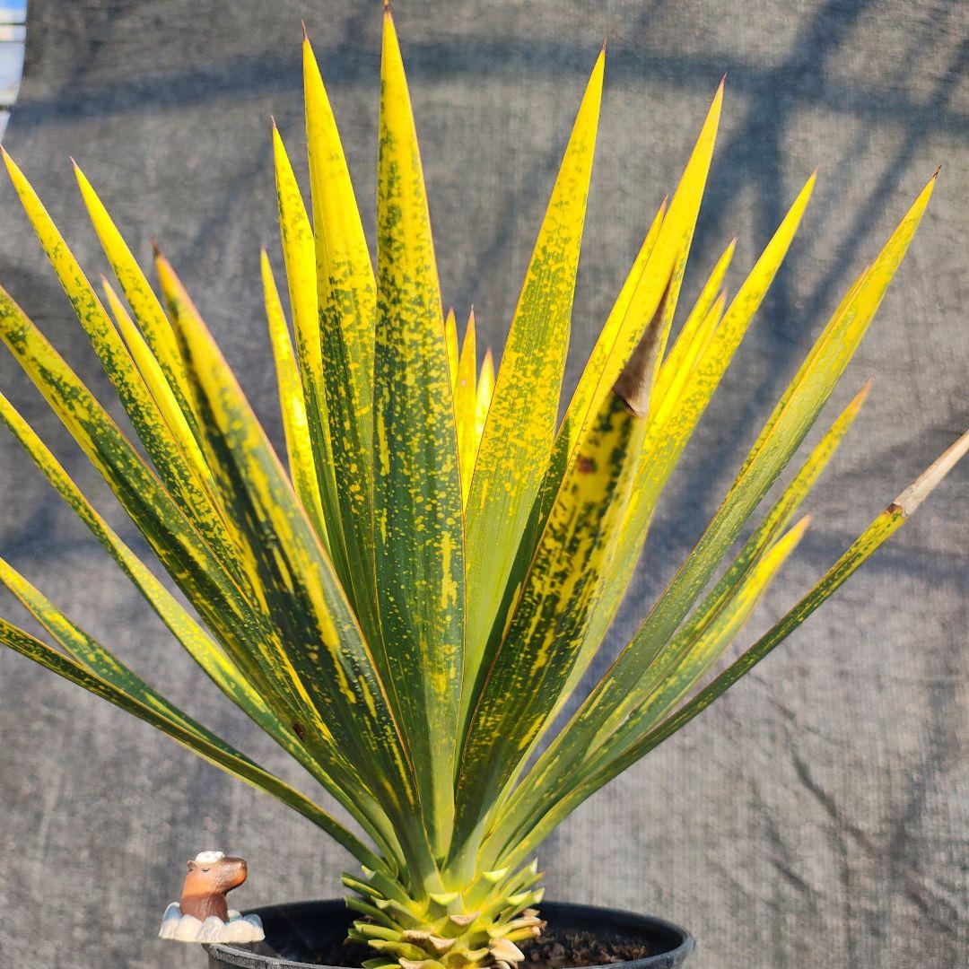 ユッカ　グロリオサ　散り斑