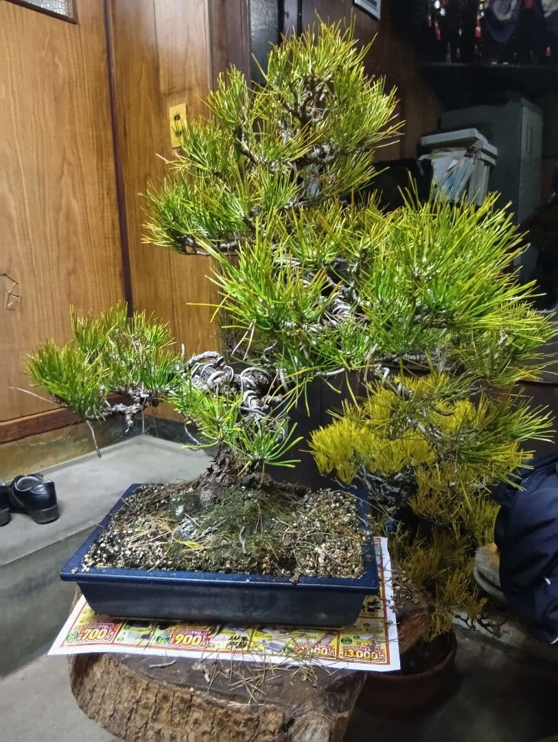 あうん黒松（かなり年数持ち込み古い）