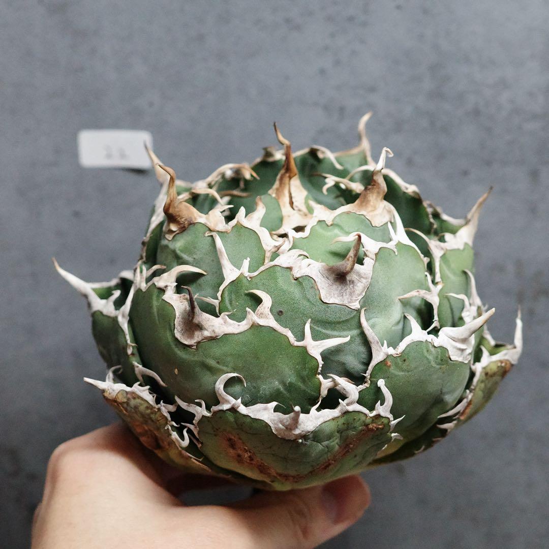 アガベ　チタノタ　オテロイ　白鯨　ワイド　太鋸歯　大株　22