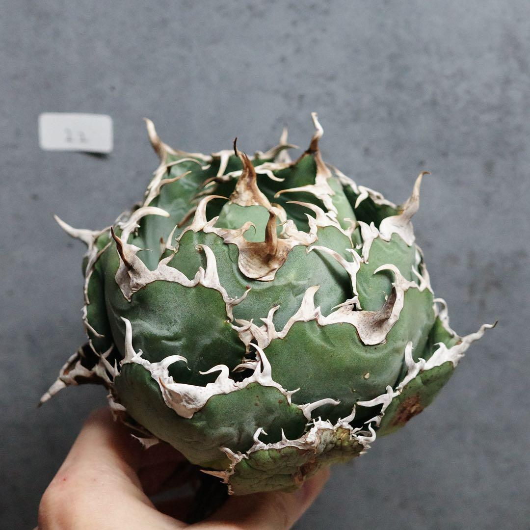 アガベ　チタノタ　オテロイ　白鯨　ワイド　太鋸歯　大株　22