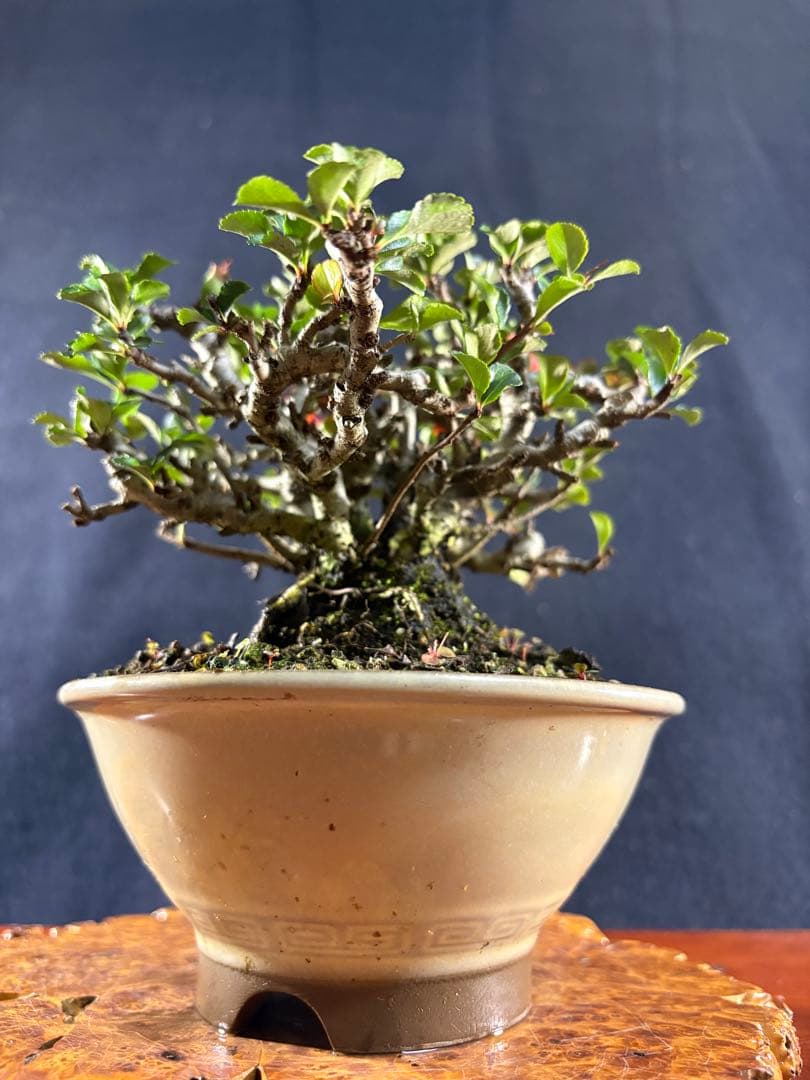 小品盆栽、長寿梅、株立ち作り、花、花芽付き 目立った傷や汚れなし