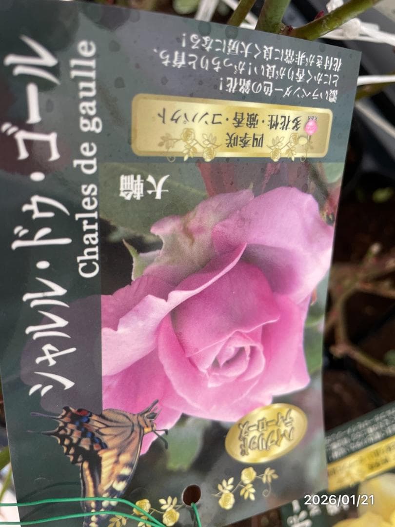 四季咲き　　バラ　　14株